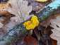 Aranyos rezgőgomba (Tremella mesenterica), Naszály-hegy